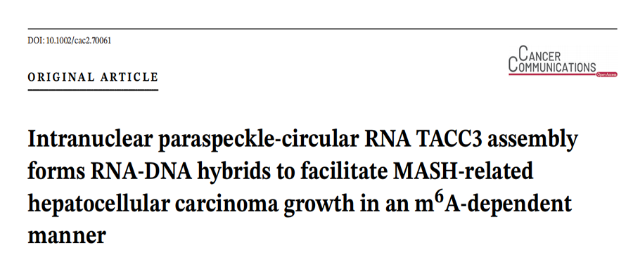 核内副斑点-环状RNA TACC3组装体通过形成RNA-DNA杂交体，以m6A依赖性方式促进MASH相关肝细胞癌的生长