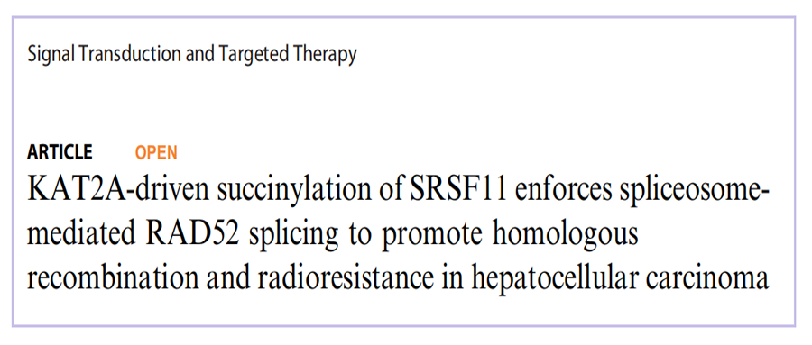 分子探针与表观遗传学研究好文分享：KAT2A驱动的SRSF11琥珀酰化通过剪接体介导的RAD52剪接促进同源重组及肝细胞癌放射抗性