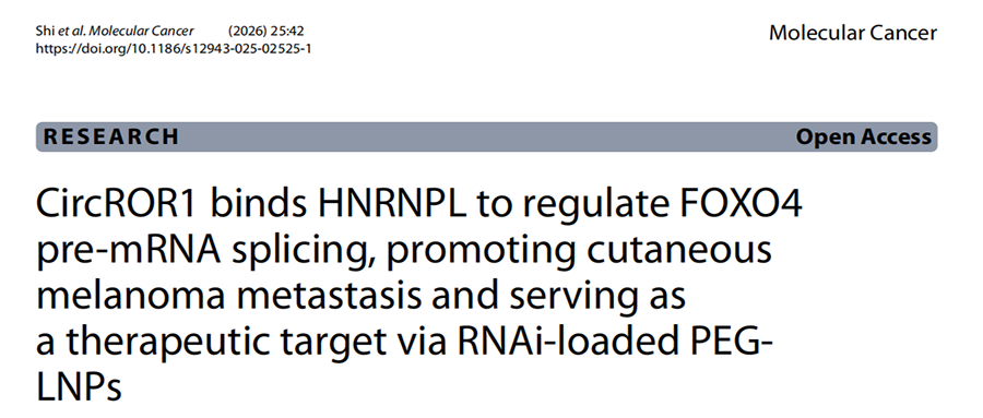 分子探针与表观遗传学研究好文分享：CircROR1通过结合 HNRNPL 调控FOXO4前体mRNA剪接，促进皮肤黑色素瘤转移，并通过负载RNAi的PEGLNPs作为治疗靶点