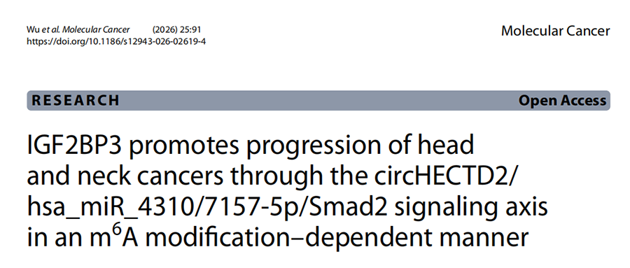 IGF2BP3通过circHECTD2/ hsa_miR_4310 /7157-5p/Smad2信号轴，以m6A修饰依赖的方式促进头颈部癌症的进展