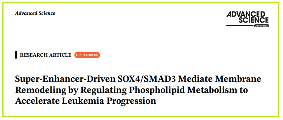 分子探针与表观遗传学研究好文分享：超级增强子驱动的SOX4/SMAD3通过调节磷脂代谢介导膜重塑以加速白血病进展