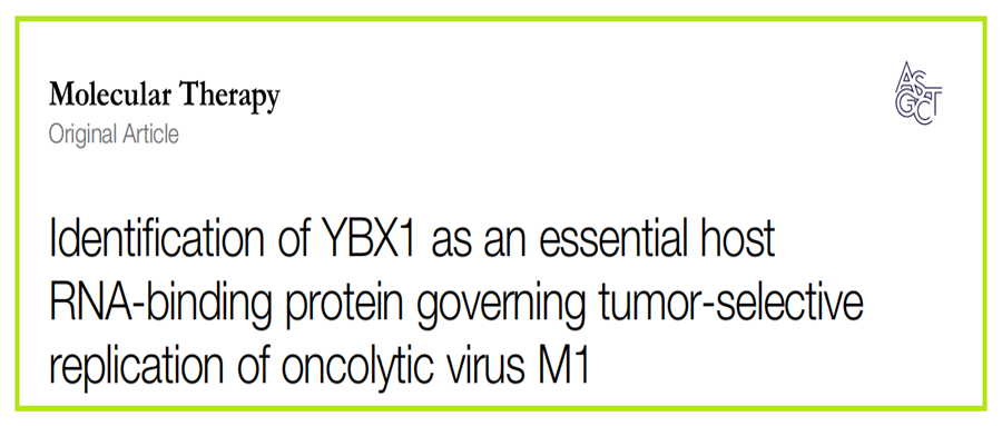 分子探针与表观遗传学研究好文分享：鉴定YBX1为调控溶瘤病毒M1肿瘤特异性复制的必需宿主RNA结合蛋白