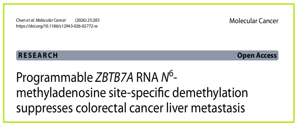 分子探针与表观遗传学研究好文分享： 可编程 ZBTB7A RNA N6-甲基腺苷位点特异性去甲基化可抑制结直肠癌肝转移