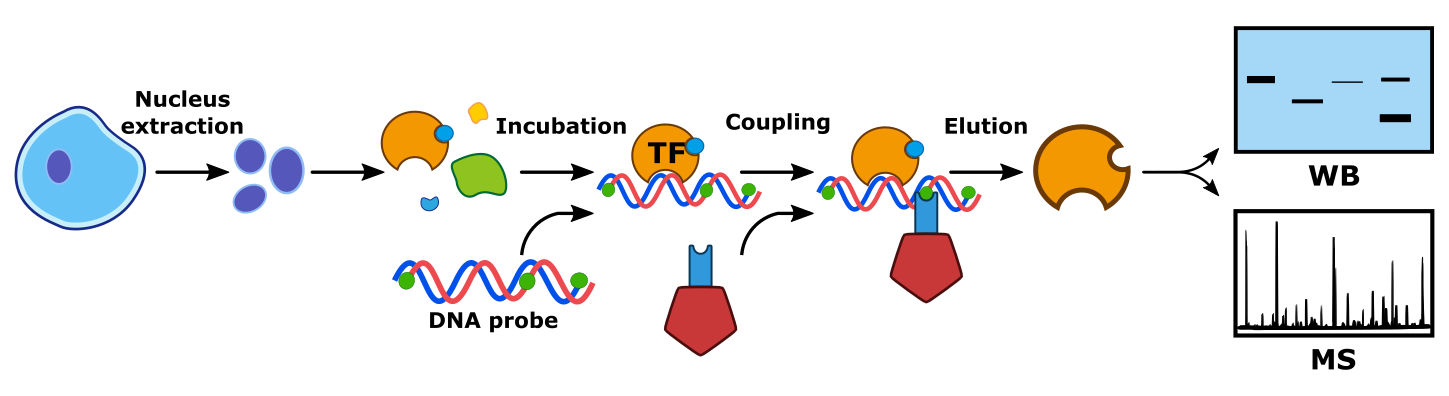 dna pulldown