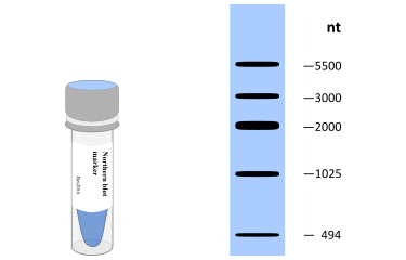 Northern blot Marker-DIG