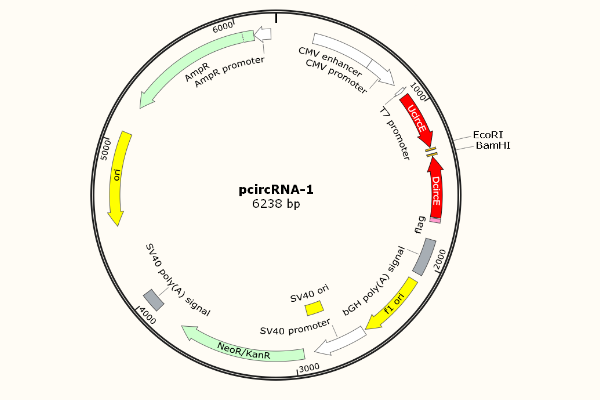 环状RNA（circRNA）过表达载体
