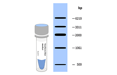Southern blot Marker