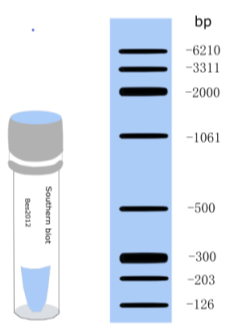 Southern blot Marker