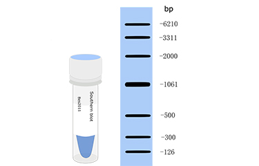 Southern blot Marker